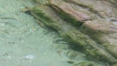 yabani nehir alabalığı (Salmo trutta fario) tirol avusturya alplerinde bir dere yüzme.