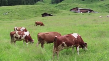 Avusturya alpleri Zillertal vadisinde bir çayır üzerinde beyaz kahverengi inekler. Otlatma.