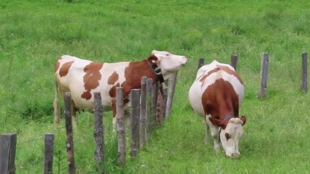Vacas Marrones Blancas Prado Los Alpes Austríacos Valle Zillertal Pastoreo — Vídeo de stock