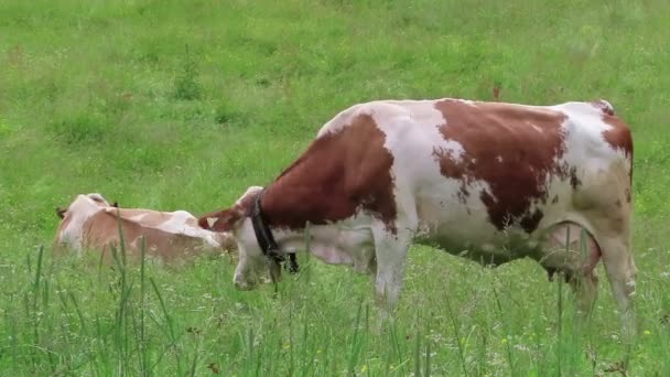 Vacche Brune Bianche Prato Nelle Alpi Austriache Valle Zillertal Pascolo — Video Stock