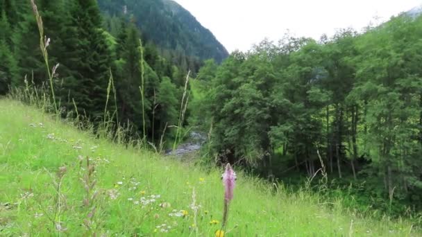 Flower Blossom Äng Fjällbäck Österrike Alperna Zillertal Valley — Stockvideo