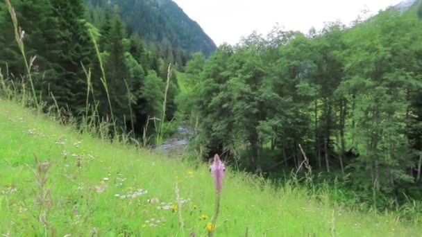 在奥地利阿尔卑斯山的山溪上的草地上开花 齐勒塔尔山谷 — 图库视频影像