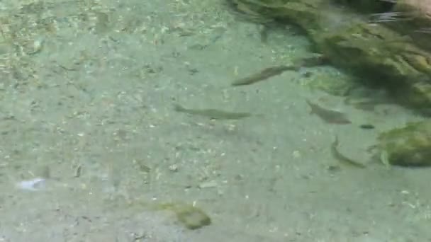 Truta Fluvial Selvagem Salmo Trutta Fario Nadando Riacho Alpes Austríacos — Vídeo de Stock