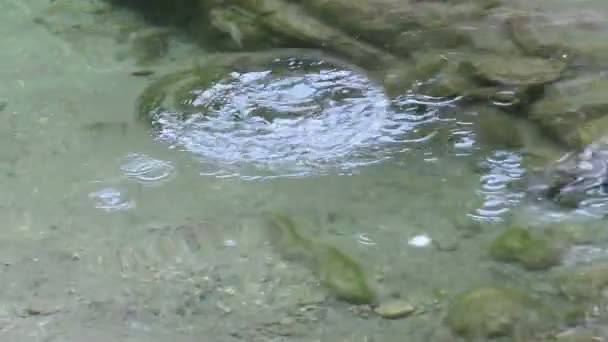 Truite Rivière Sauvage Salmo Trutta Fario Nageant Dans Ruisseau Des — Video