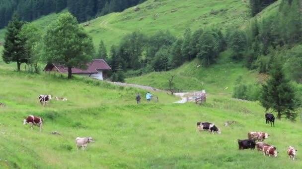 Schoenachtal Tirol Ausztria Július 2019 Emberek Gyalogos Ösvényen Keresztül Schoenachtal — Stock videók