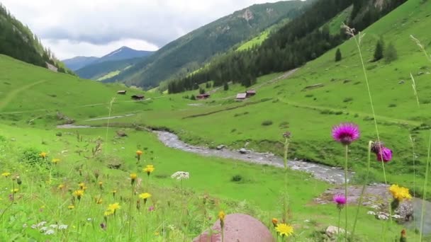 Patak Keresztül Schoenachtal Völgy Tirol Ausztriában Virágok Végig Háttérben Tanyasi — Stock videók