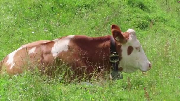 Vacas Que Pastam Terras Agrícolas Tirol Vale Schoenachtal Alpes Austríacos — Vídeo de Stock