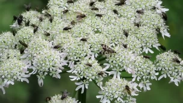 Tirol Avusturya Masterwort Peucedanum Ostruthium Üzerinde Uçar Diğer Böcekler — Stok video
