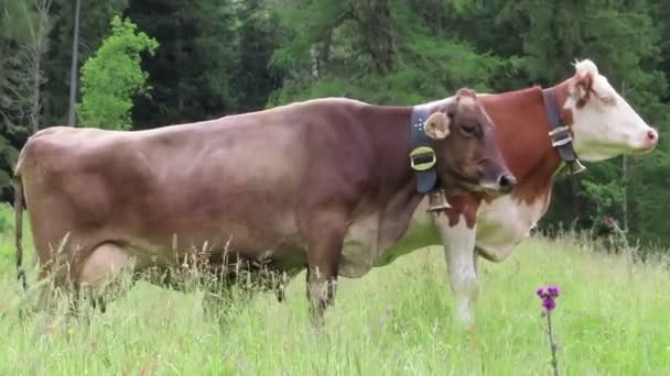 Vacas Que Pastam Terras Agrícolas Tirol Vale Schoenachtal Alpes Austríacos — Vídeo de Stock