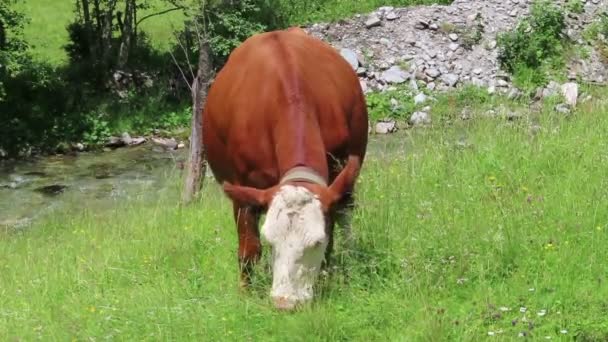 チロルの農地で放牧する牛 オーストリアアルプスのシェーナハタール渓谷 — ストック動画