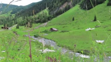 Tirol Avusturya'da Schoenachtal vadisinden akarsu. En başından beri çiçekler. Arka planda çiftlik evleri.