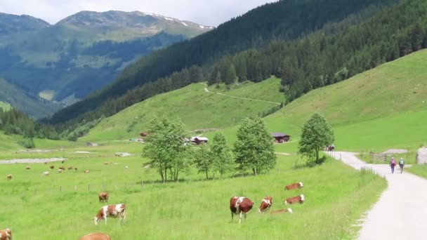 舒纳赫塔尔 蒂罗尔 奥地利 2019年7月15日 人们徒步穿越奥地利蒂罗尔的舍纳赫塔尔山谷 农场和周围山上的奶牛 — 图库视频影像