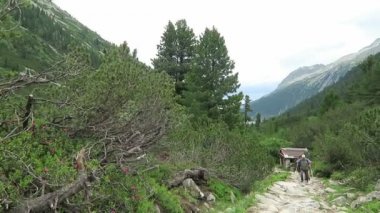 Schlegeis, Tirol/ Avusturya 15 Temmuz 2019: İtalya'ya doğru Tirol Schlegeis vadisi nde yürüyüş yapanlar. Çam ağacı ve alpenrose ile Alp manzara.