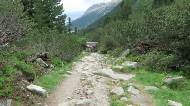 施莱格 蒂罗尔 奥地利 2019年7月15日 人们沿着蒂罗尔施莱格斯山谷徒步前往意大利 阿尔卑斯景观与松树和白杨 — 图库视频影像