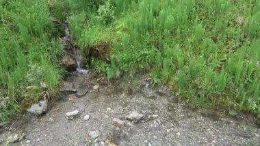 at kuyruğu (Equisetum) bitki Zillertal vadisinde alp deresi büyüyen. Avusturya.