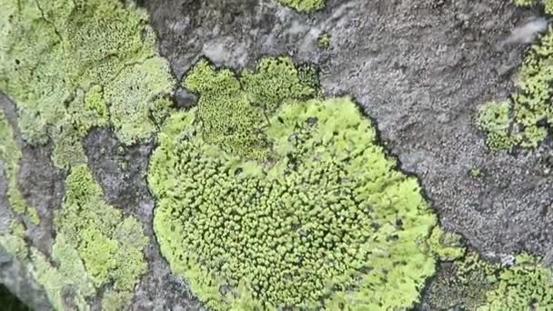 Alp Kayası Üzerinde Yeşil Sarı Liken Liken Rhizocarpon — Stok video