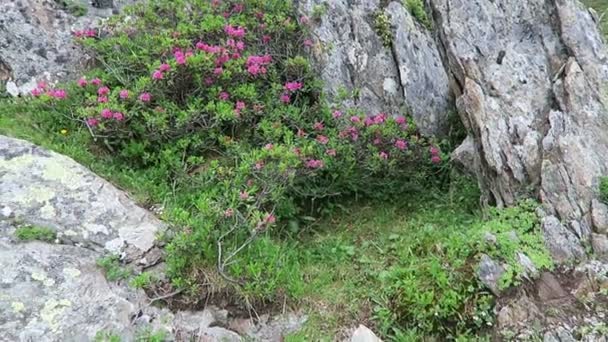 Flores Alpenrose Flor Valle Schlegeis Tirol Austria Familia Rhododendron — Vídeo de stock