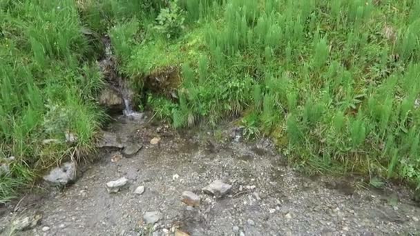 ジラータル渓谷の高山の流れで成長する馬尾 エクイセタム オーストリア — ストック動画
