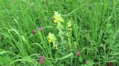 Büyük sarı çıngırak (Rhinanthus) ve diğer yabani çiçekler ile Alp çayır. Tirol Avusturya.