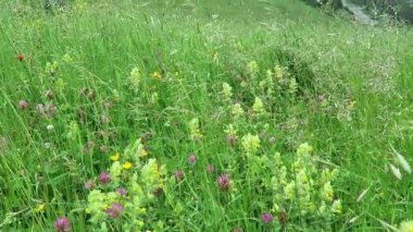 Büyük sarı çıngırak (Rhinanthus) ve diğer yabani çiçekler ile Alp çayır. Tirol Avusturya.