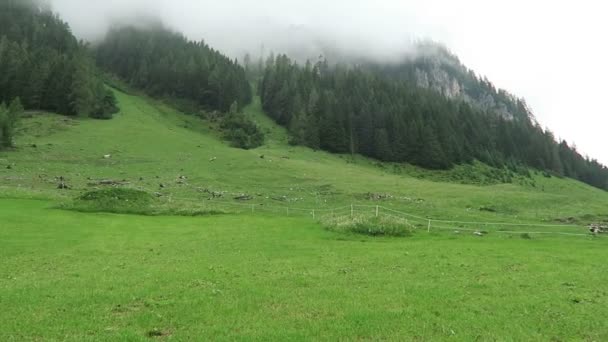 Clima Niebla Alpina Valle Wimmertal Tirol Niebla Bosque Hasta Las — Vídeos de Stock