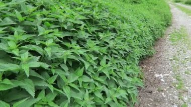 ortak ısırgan grubu (Urtica dioica) bir yolda büyüyen