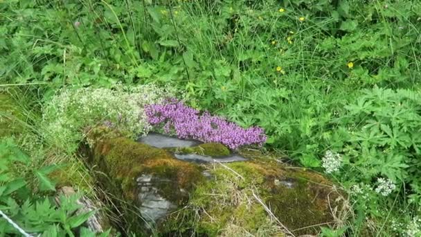 Dziki Alpejski Kwiat Tymian Thymus Praecox Tyrolu Austrii — Wideo stockowe