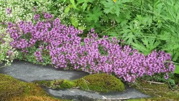 Divoké Alpské Tymiské Květy Thymus Praecox Tirol Rakousko — Stock video