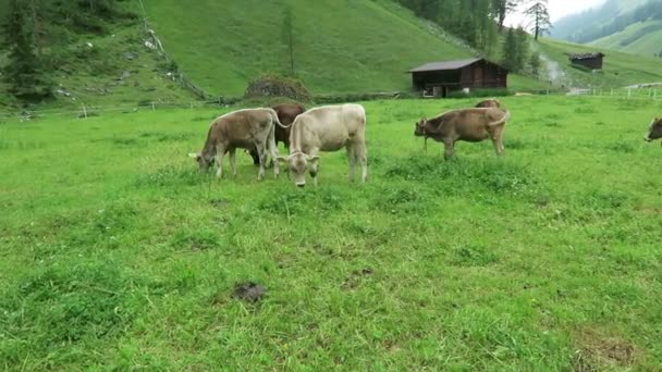 在维默塔尔山谷蒂罗尔的农田上放牧的牧羊小牛 — 图库视频影像