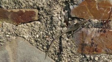 ortak duvar kertenkele (Podarcis muralis) bir duvar üzerinde çalışan.