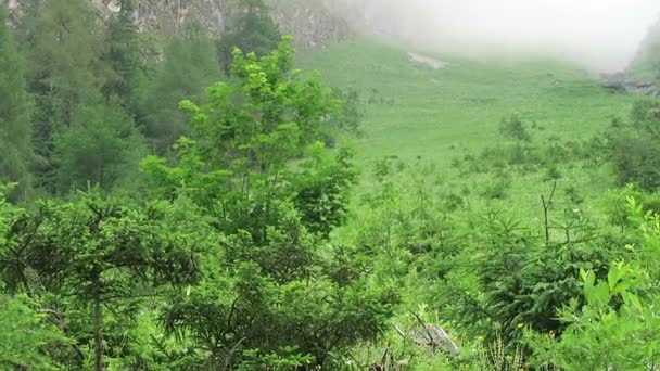 雾天在奥地利阿尔卑斯山与松树森林 — 图库视频影像