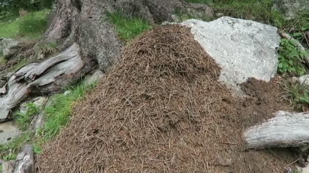 Ant Hill Sous Arbre Alpin Été Colonie Active — Video