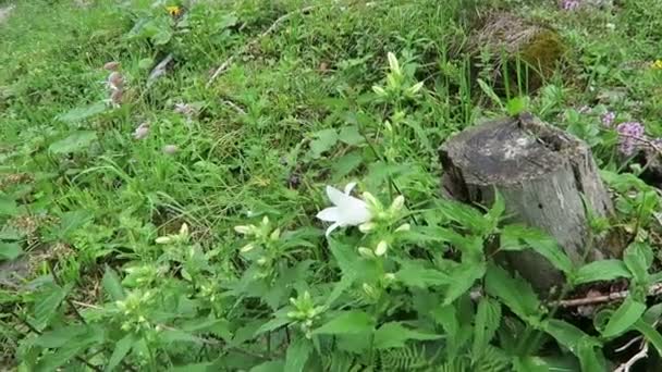 Белый Кластеризованный Колокольчик Campanula Glomerata Alba Растет Альпах Циллертальной Долины — стоковое видео