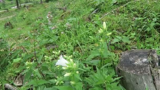 Beyaz Kümelenmiş Çan Çiçeği Campanula Glomerata Alba Zillertal Vadi Alplerde — Stok video