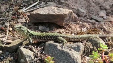 Almanya'da Moselle nehir bağlarının taş duvarlarında yaşayan duvar kertenkelesi