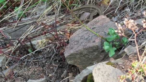 Ящерица Живущая Каменных Стенах Виноградников Мозель Германии — стоковое видео