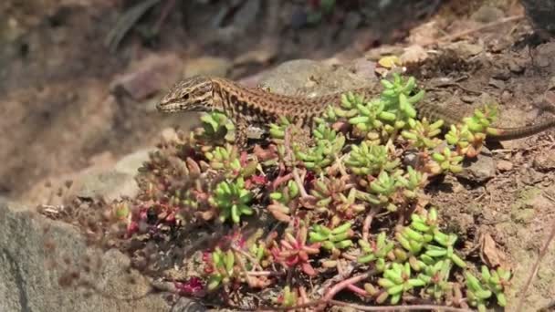 Lucertola Murale Che Vive Muri Pietra Dei Vigneti Del Fiume — Video Stock