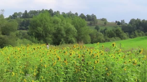 Schalkenmehren Rhénanie Palatinat Allemagne Août 2019 Randonnées Pédestres Long Lac — Video