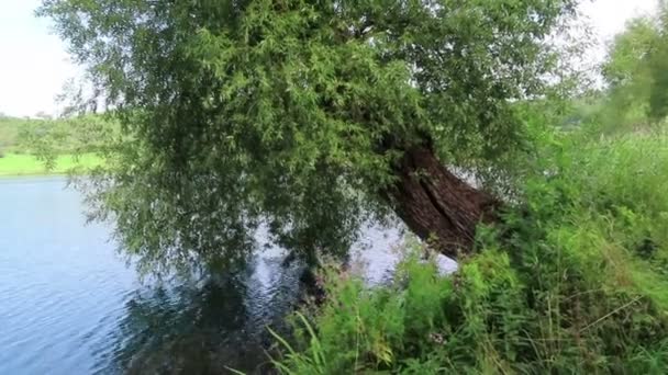Τοπίο Της Λίμνης Σάλκενμερενέρ Maar Στην Περιοχή Άιφελ Της Γερμανίας — Αρχείο Βίντεο