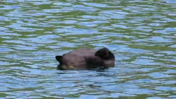 Coot Eurasiático Fulica Atra Penas Limpeza Lago — Vídeo de Stock