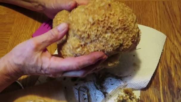 Cauliflower Fungus Sparassis Crispa Cleaning Mushroom Grass Needles — Stock Video