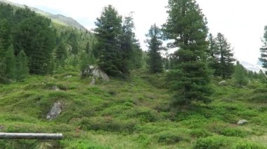 Tirol Avusturya 'daki Wild Gerlos Vadisi' ndeki High Tauern Ulusal Parkı 'ndan öğrenilen izler. Alpenrose çiçeği açtı. Alp manzarası.