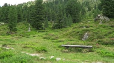 Tirol Avusturya 'daki Wild Gerlos Vadisi' ndeki High Tauern Ulusal Parkı 'ndan öğrenilen izler. Alpenrose çiçeği açtı. Alp manzarası.
