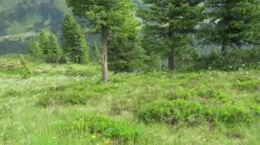 Tirol Avusturya 'daki Wild Gerlos Vadisi' ndeki High Tauern Ulusal Parkı 'ndan öğrenilen izler. Alpenrose çiçeği açtı. Alp manzarası.