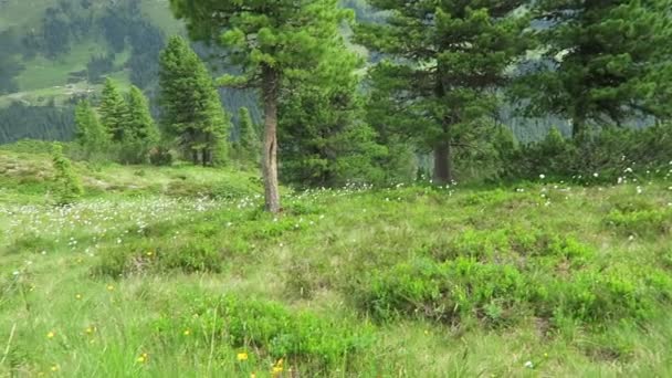Sendero Que Aprende Través Del Parque Nacional High Tauern Valle — Vídeos de Stock