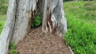 Tirol Avusturya 'da Alp Dağları' nda ağaç gövdesi üzerinde odun karıncaları tepesi. Küçük mavi böğürtlen çalısı.