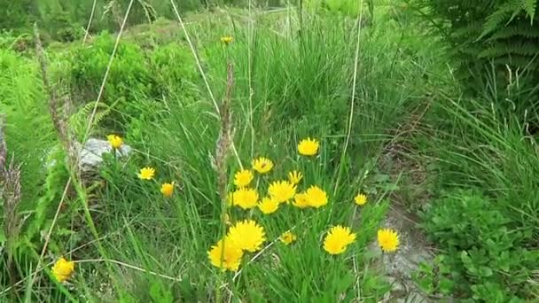 Alp Manzarasında Kedi Kulağı Çiçeği Hypochaeris — Stok video