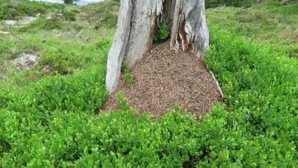 Ξύλο Μυρμήγκια Λόφο Νεκρό Κορμό Δέντρο Στο Αλπικό Μονοπάτι Πεζοπορίας — Αρχείο Βίντεο
