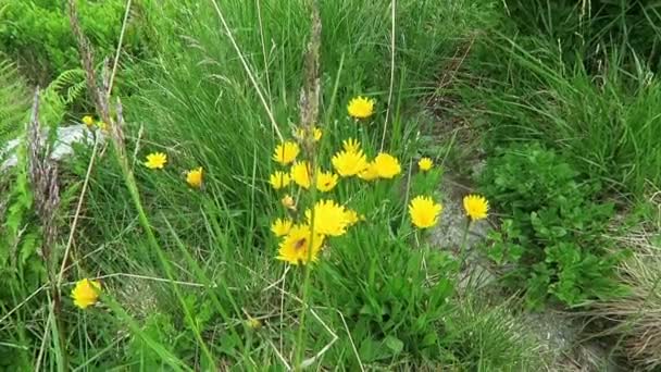 Hormigas Del Bosque Colina Tronco Árbol Muerto Sendero Alpino Tirol — Vídeos de Stock