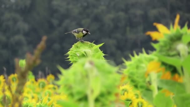Great Tit Bird Searching Seeds Field Sunflower Schalkenmehrener Maar Lake — Stockvideo